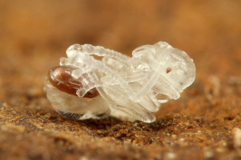 ¥¤¥È¥À¥Ë¤Î°ì¼ï