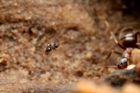 ナマクビノミバエ