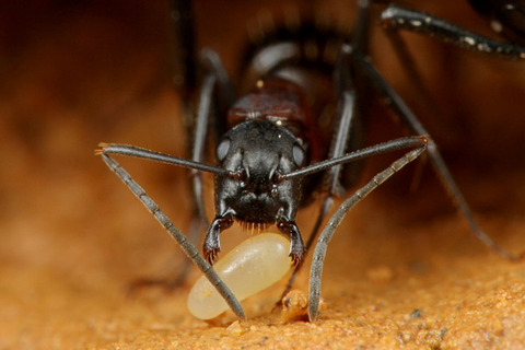 ��ͥ�����������