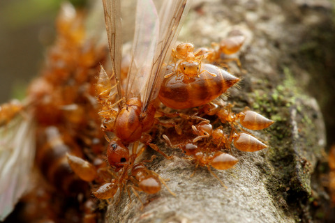 キイロシリアゲアリ Crematogaster osakensis