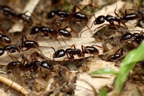 �ϥ���ϥꥢ��