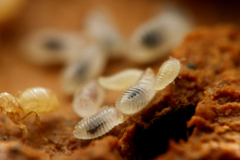 ヨツバアリ Ishigakicoccus shimadai