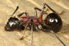 �ȥ�����