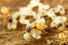 ����ƥ��̥�����