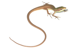 �����ʥ異�����ʥإ�