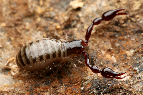 コケカニムシの一種