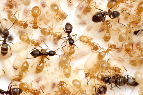 ���ᥤ��������