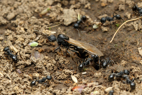 �����ʥ�����η뺧����