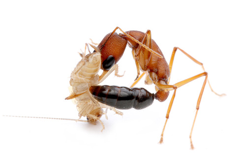 インドクワガタアリ Harpegnathos saltator