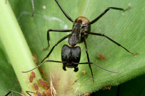 オオアリの一種