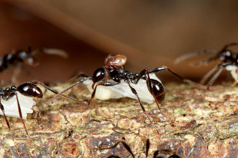 ツヤヒメサスライアリ