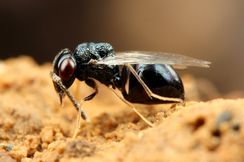 ヒメアリヤドリコバチ