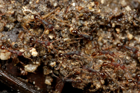 ヒメサスライアリ Aenictus aratus