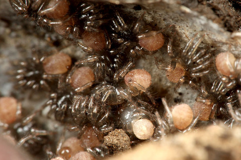 キシノウエトタテグモ