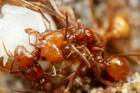 �ϥ��ꥢ����㡡����ť��ॷ