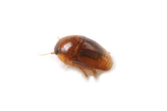 �ϥ���ϥꥢ��Υ९�����Υ��ॷ