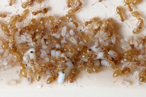 ���ᥤ��������