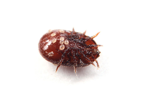 ���ȥ��ˤΰ��