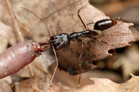 アギトアリ Odontomachus monticola