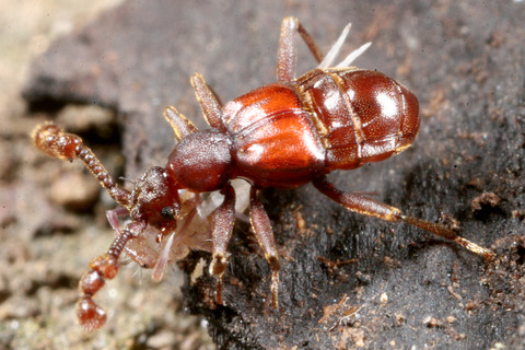 ヒゲカタアリヅカムシ