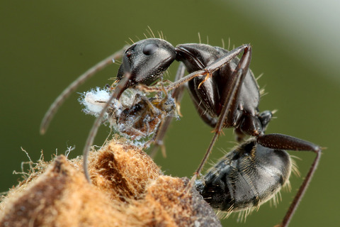 ÀãÃî¤Î°ìÀ¸