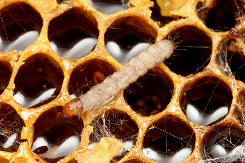 ハチノスツヅリガ