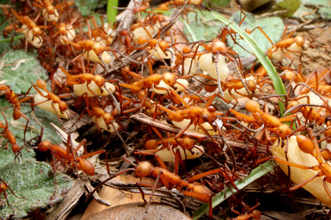ハマタグンタイアリの好蟻性生物