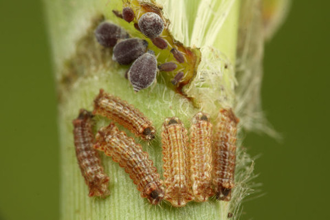 アブラムシとクロシジミ
