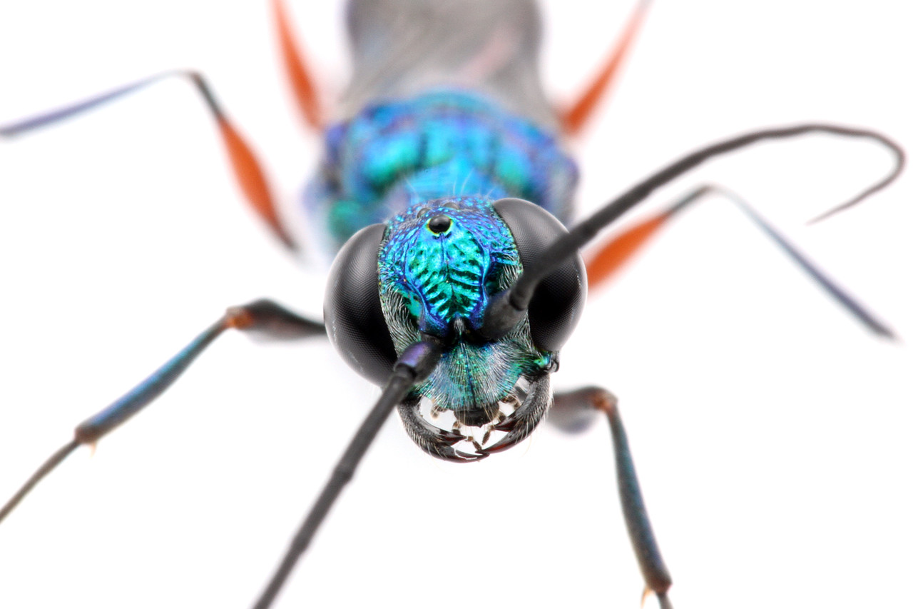 Animals Insects A Bug S Life