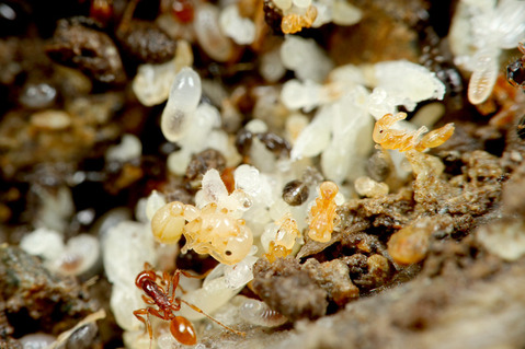 チャイロヒメサスライアリ