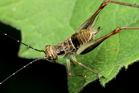 マレーシアの直翅目