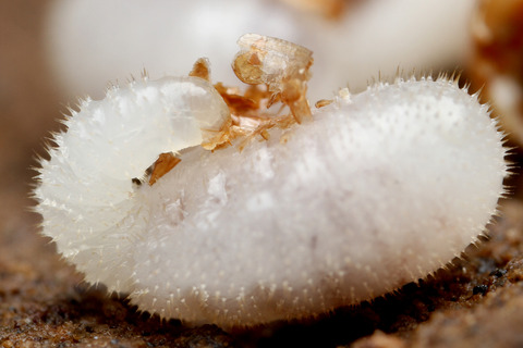 Harpegnathos saltator