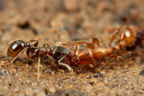 イバリアリStrongylognathus koreanus