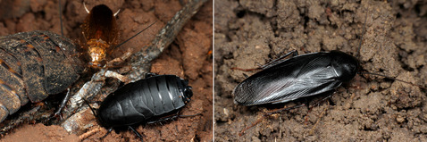 �����֥�