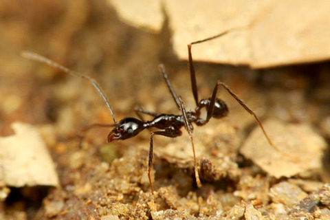 ¥ª¥ª¥º¥¢¥ê¡¡¥Þ¥ì¡¼¥·¥¢