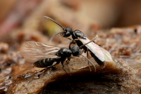 �Υ�����ϥꥢ��η뺧����