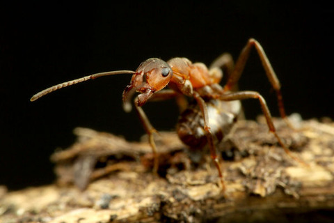 エゾアカヤマアリ