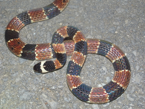 ���掠������٥˥إ�