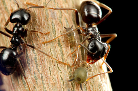 クロクサアリとアブラムシ