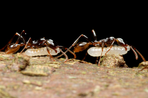 ヒメサスライアリ