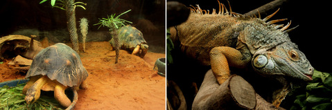 ホウシャリクガメ