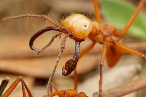 ハマタグンタイアリの好蟻性生物