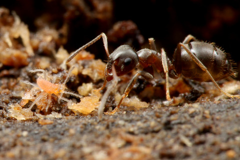 ÀãÃî¤Î°ìÀ¸