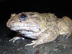 �ʥߥ�������