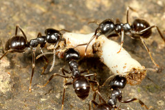 �ߥߥ��򿩤٤�