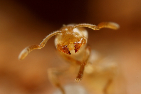 ヨツバアリ Ishigakicoccus shimadai