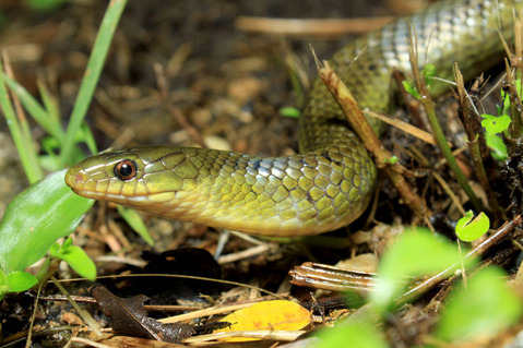 �������ޥ����إ�