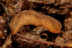 ���ܥ��ܥʥ᥯��