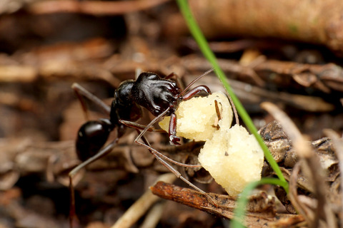 アギトアリ Odontomachus monticola