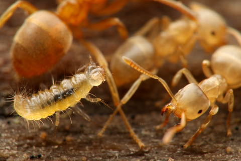 アリヅカムシの幼虫